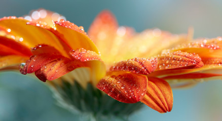 Wall Mural - Orange daisy gerbera flower with waterdrops over green backgroun