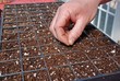 Farmer starting seeds in a greenhouse 