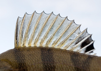 Wall Mural - Perch fin - pooks like a punk's mohawk