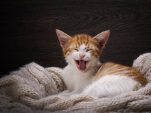 Funny Cat Laughing. Portrait Of A Laughing Cat Largly. White Kitten With A Red, Small And Cute. A Cat In A Good Mood