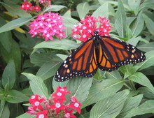 Butterfly In Costa Rica
