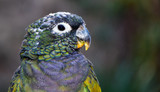 Fototapeta  - Close up of a Maximilian Pionus Parrot