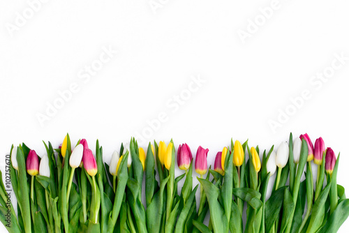 Naklejka na kafelki Kolorowe tulipoany w rzędzie