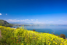 Yelloy Flowers Near Sea Of Galilee In Sunny Spring Day. Beautiful Israel Nature