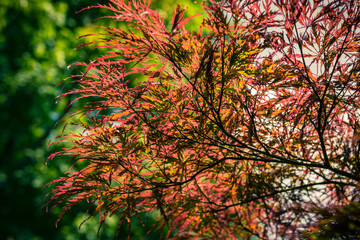 Wall Mural - Japanese Red Maple at summer day in park