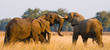 Two elephants playing with each other. Zambia. Lower Zambezi National Park. Zambezi River. An excellent illustration.