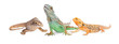 Three Types of Lizards-Vertical Banner