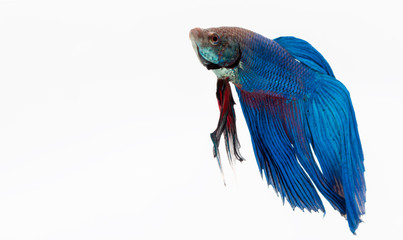 Betta fish, siamese fighting fish, betta splendens isolated on w