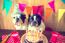 Dogs In Party Hats Free Stock Photo Public Domain Pictures dogs-in-party-hats-free-stock-photo-public-domain-pictures