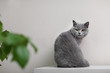 Cat sitting on wooden shelf against blurred wall background