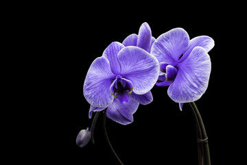 Purple Orchids