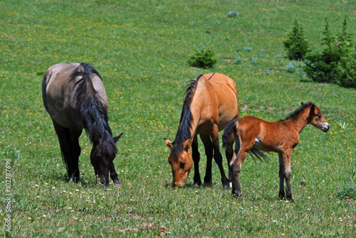 Wild Horse Mustang Mare With Buckskin Baby Colt Foal On Pryor Mountain Montana Usa Stock Photo Adobe Stock