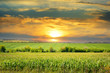 corn field and sunrise on blue sky
