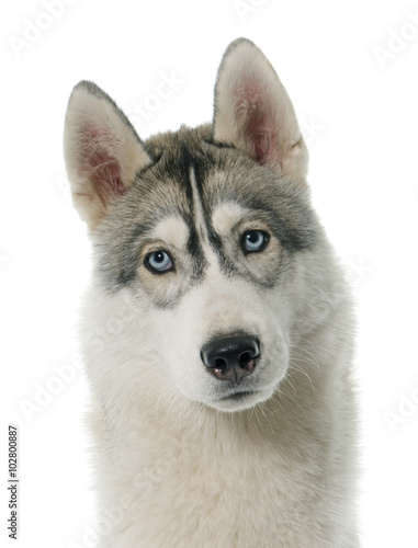 Fototapeta na wymiar gray siberian husky