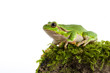 Green tree frog with piece of moos isolated on white