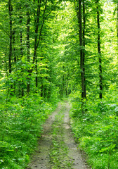  beautiful green forest