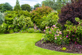 Fototapeta Kwiaty - Lovely pink roses bush and the green lawn 