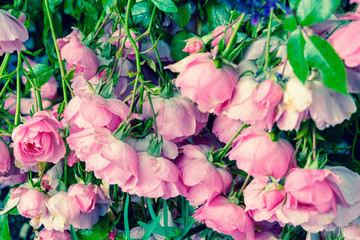 Poster - Lovely pink climbing roses