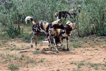 Wall Mural - african wild dog