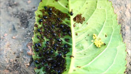 Wall Mural - Aphids (Plant lice) on a cherry tree leaf 