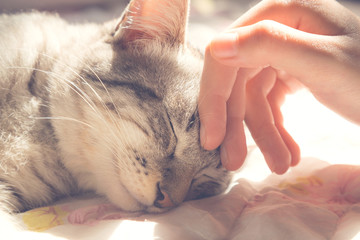 woman hand petting a cat head, love to animals, vintage photo