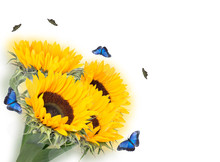 Sunflower And Butterfly Free Stock Photo - Public Domain Pictures
