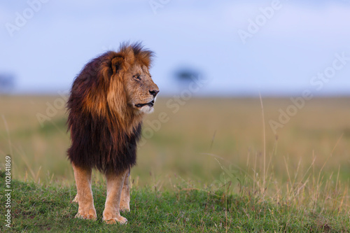 Pinturas sobre lienzo León del lápiz labial de Rekero orgullo tarde en la noche en Masai Mara, Kenia