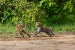 Playing Leopard cubs in Masai Mara, Kenya