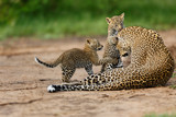 Fototapeta Sawanna - Leopard Bahati with her two boys in Masai Mara, Kenya