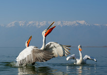 Three Dalmatian Pelicans On Water Catching The Fish, In Breeding Colors, With Snowy Mountains In Background, Greece