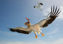 White Pelican In Flight, Seagull Above Him, Namibia, Africa