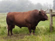 © brandtbolding - Red Devon Bull: A beautiful Red Devon breed bull standing in a farm pasture