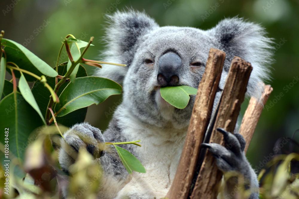 Koala at Lone Pine Koala Sanctuary in Brisbane, Australia - obrazy, fototapety, plakaty 