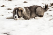 sad Caucasian shepherd dog