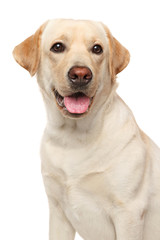 Poster - Close-up of a Labrador