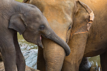 Elephant and baby elephant