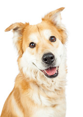 Wall Mural - Happy Smiling Golden Retriever Crossbreed Dog