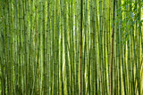 Fototapeta Fototapety do sypialni na Twoją ścianę - Lush green bamboo