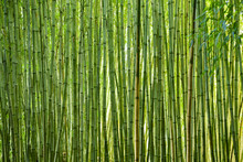 Lush Green Bamboo