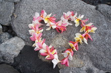 Colorful Hawaiian Plumeria Lei Made From Fresh Flowers Arranged Into A Heart Shape