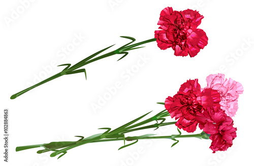 Fotografie, Obraz Red clove. Bouquet of carnations. Set carnation flowers
