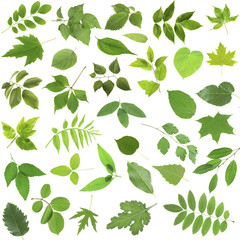 Wall Mural - Different  green leaves, isolated on white