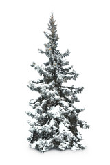 Canvas Print - Fir-tree with snow, isolated on white