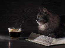 Cat Lying On An Open Book. Light, A Beam Of Light Falls On The Cat's Face And Covers The Book And A Cup Of Drink - Tea Or Coffee. Drink Hot Cup Of Steam 