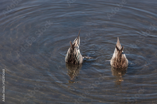 Fotografie, Obraz Northern pintail, Anas acuta, duck forages for food in the marsh at the Bolsa Ch