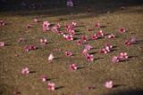 Fototapeta Tulipany - Cherry flower on the ground