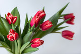 Fototapeta Tulipany - Closeup colorful red tulips