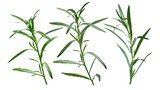 Fototapeta Sypialnia - Fresh tarragon (Artemisia Dracunculus)