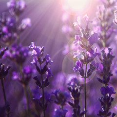 Wall Mural - field lavender flowers