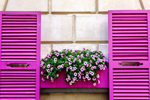 Pink Shutters And Petunia Flowers On A Wall